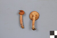 Lactarius tabidus image